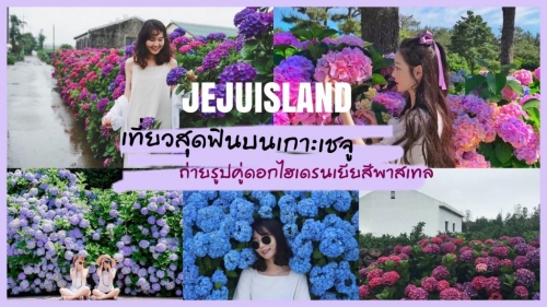 ทัวร์เกาหลี - เที่ยวสุดฟินบนเกาะเชจู ถ่ายรูปคู่ดอกไฮเดรนเยียสีพาสเทล ทัวร์เกาหลี - เที่ยวสุดฟินบนเกาะเชจู ถ่ายรูปคู่ดอกไฮเดรนเยียสีพาสเทล
